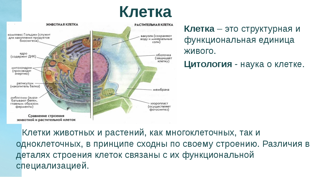 Растительная клетка термины. Клетка биология. Клетка это в биологии определение. Строение клетки определение. Определение понятия клетка.