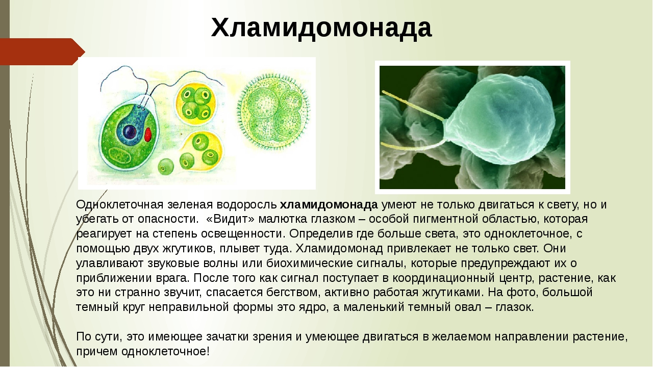 Какая водоросль является одноклеточной