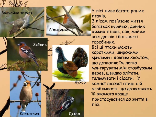 Основні продукти в раціоні птахів
