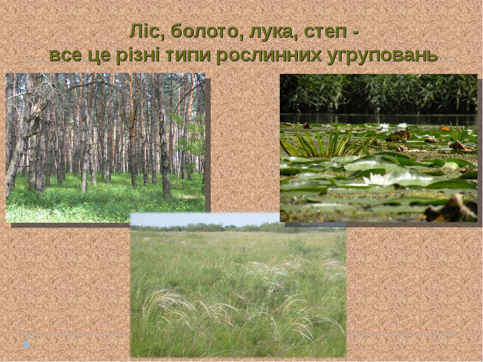 Ліс, болото, лука, степ - все це різні типи рослинних угруповань