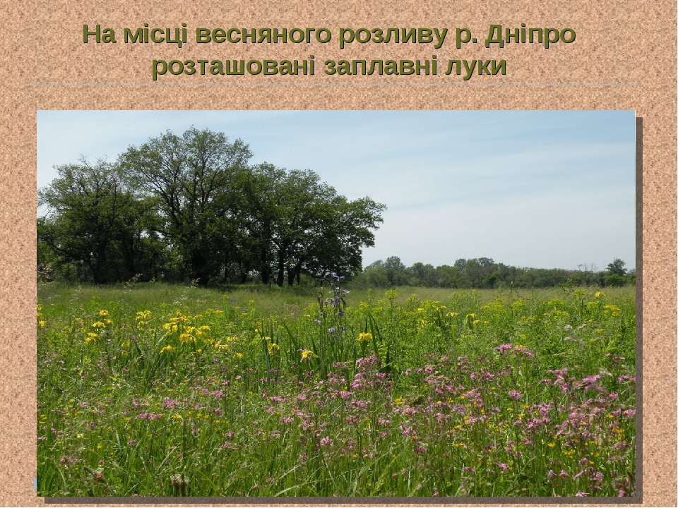 На місці весняного розливу р. Дніпро розташовані заплавні луки