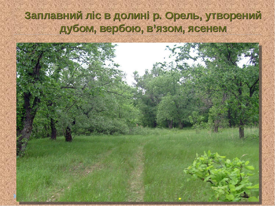 Заплавний ліс в долині р. Орель, утворений дубом, вербою, в’язом, ясенем