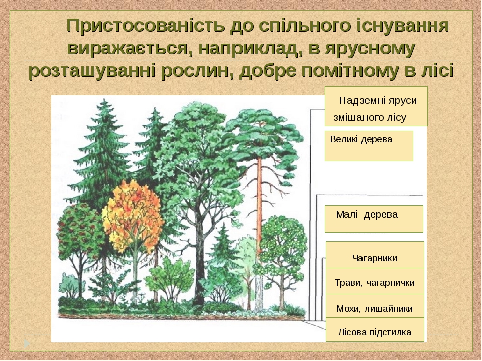 Пристосованість до спільного існування виражається, наприклад, в ярусному розташуванні рослин, добре помітному в лісі Надземні яруси змішаного лісу...