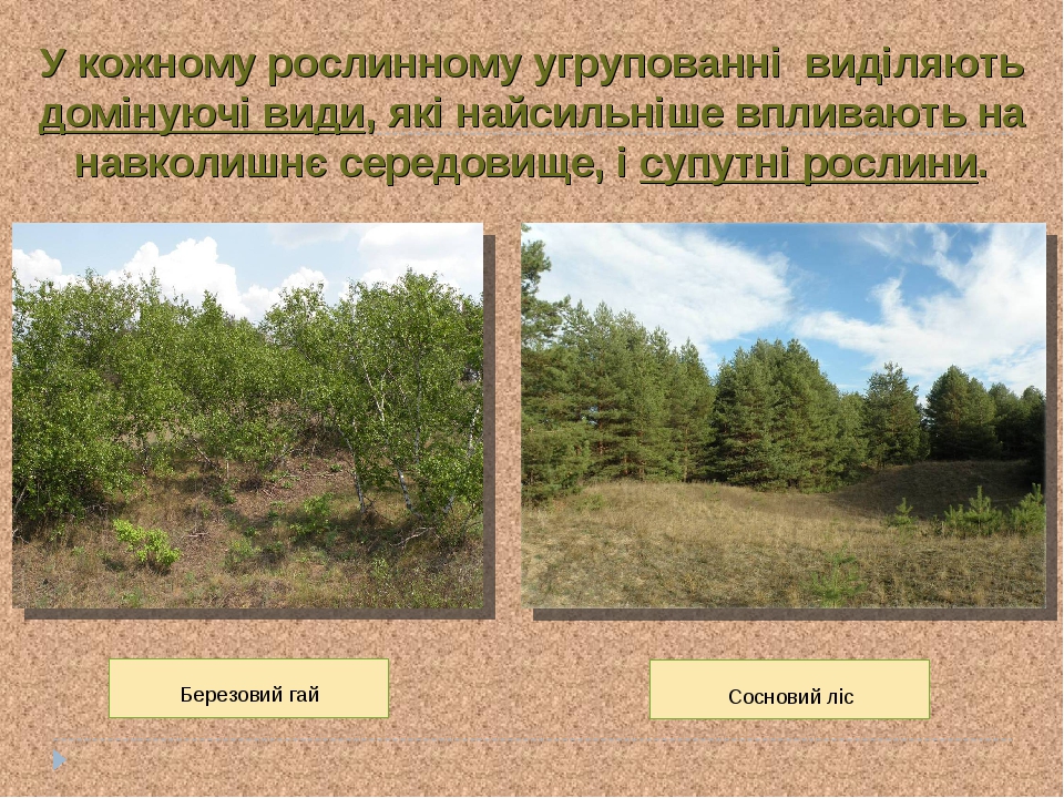 У кожному рослинному угрупованні виділяють домінуючі види, які найсильніше впливають на навколишнє середовище, і супутні рослини. Березовий гай Сос...