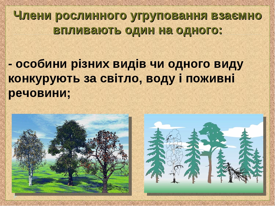 Члени рослинного угруповання взаємно впливають один на одного: - особини різних видів чи одного виду конкурують за світло, воду і поживні речовини;