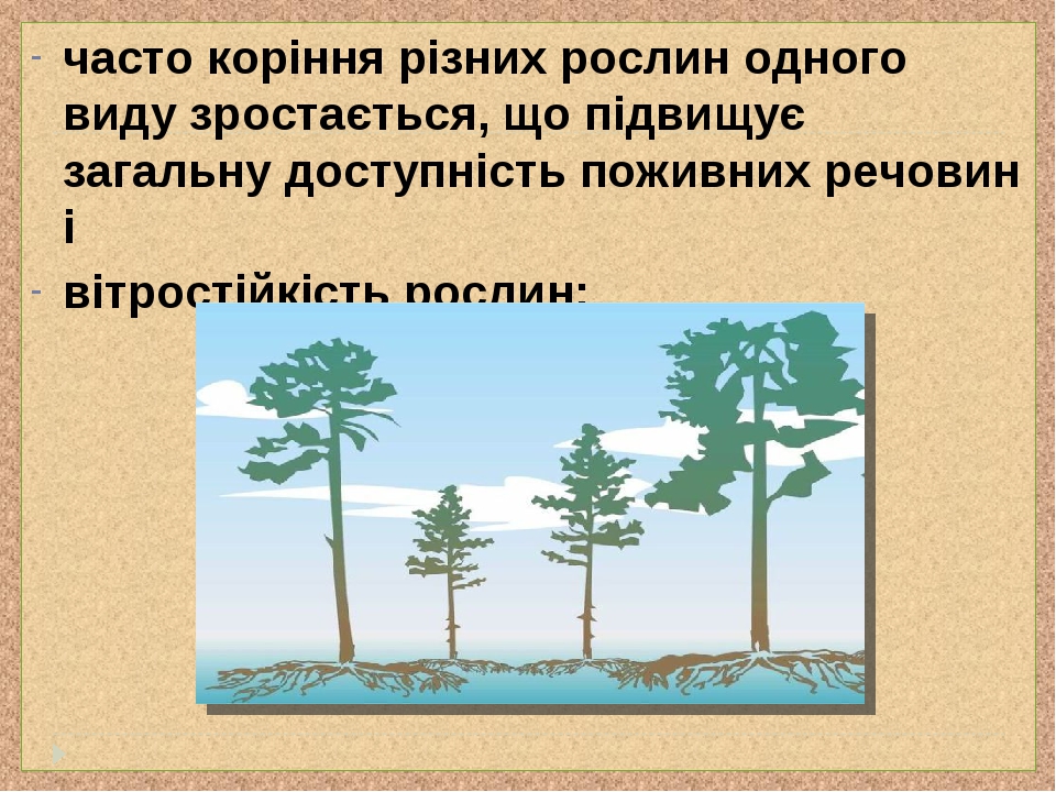 часто коріння різних рослин одного виду зростається, що підвищує загальну доступність поживних речовин і вітростійкість рослин;