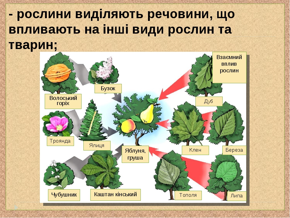 - рослини виділяють речовини, що впливають на інші види рослин та тварин; Бузок Волоський горіх Троянда Яблуня, груша Ялиця Чубушник Каштан кінськи...