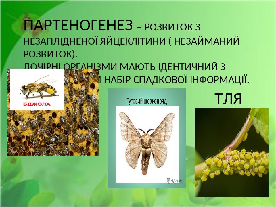 Партеногенез и почкование. Партеногенез. Партеногенез у растений. Партеногенез характерен для. Партеногенез это кратко.