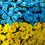 Горгут Галина Василівна