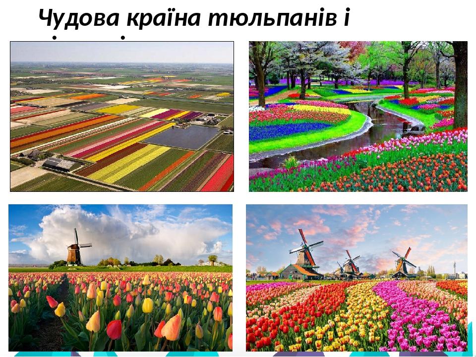 Чудова країна тюльпанів і вітряків