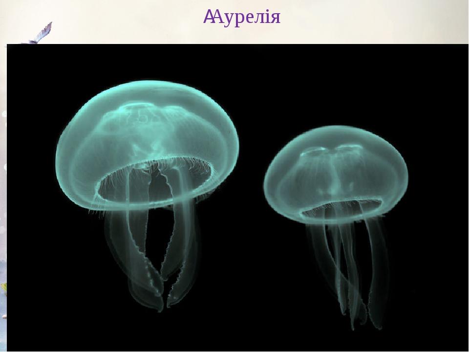  Аурелія