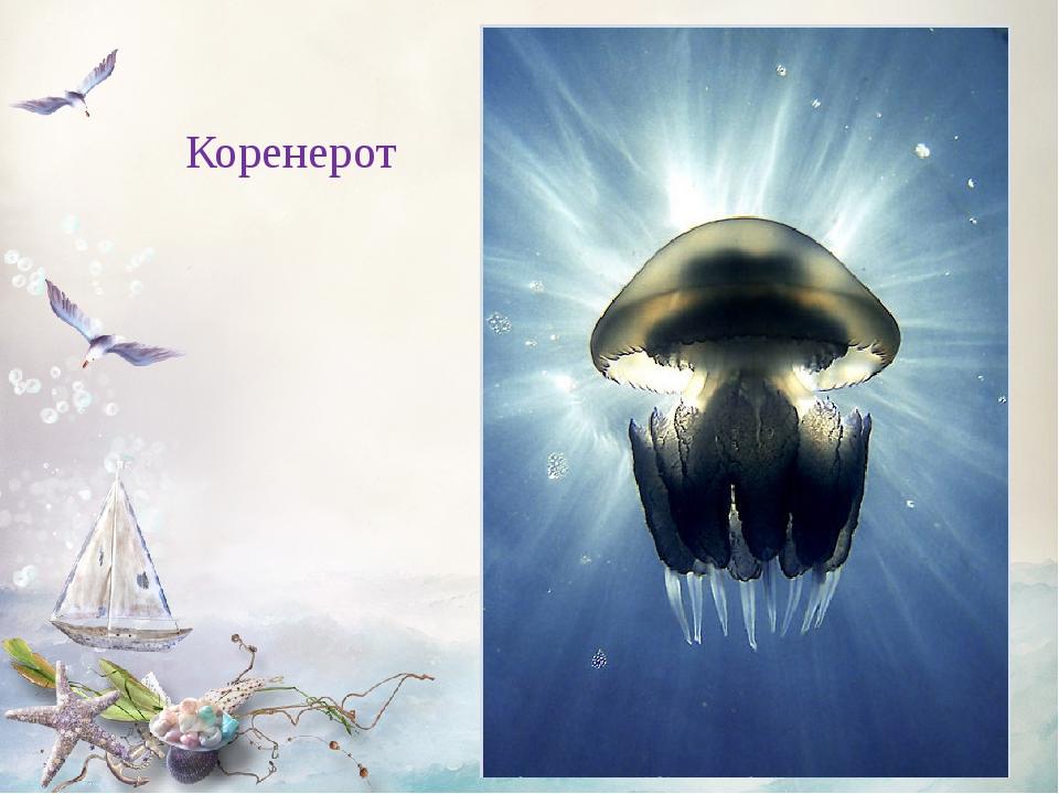 Коренерот