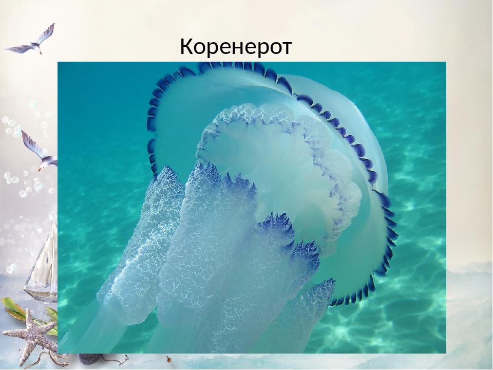 Коренерот