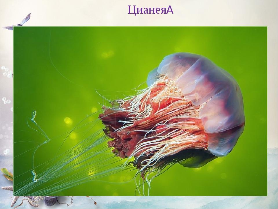  Цианея 