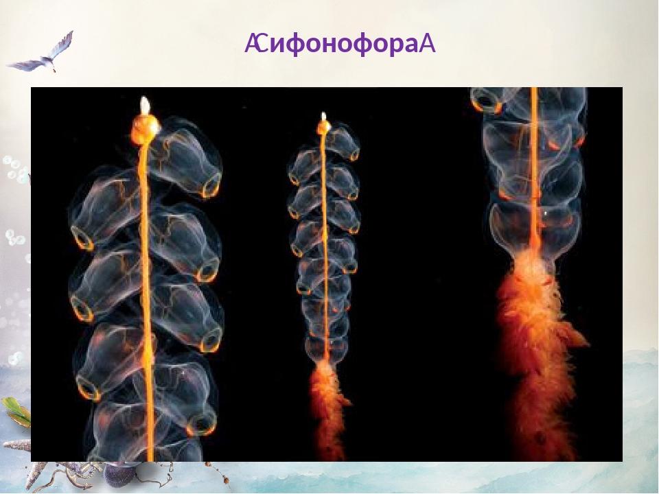 Сифонофора 