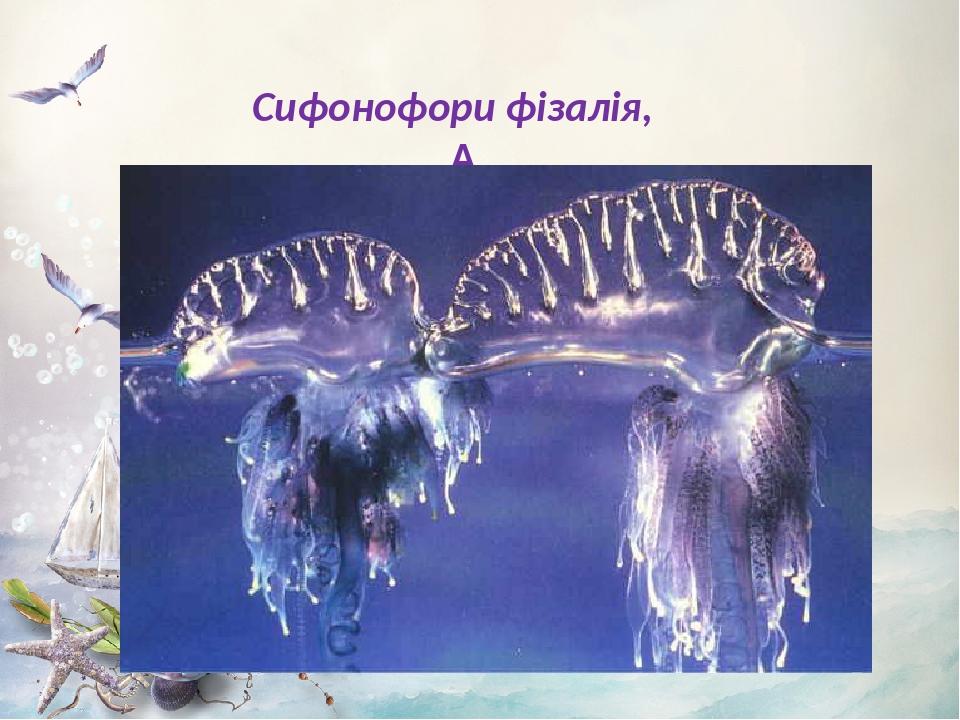 Сифонофори фізалія,  
