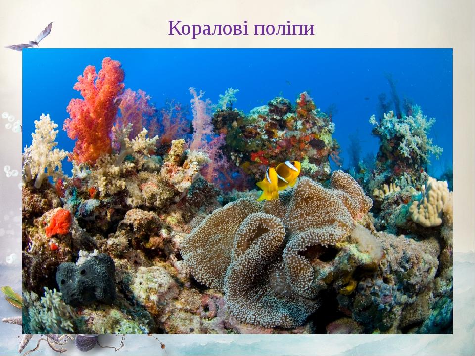 Коралові поліпи
