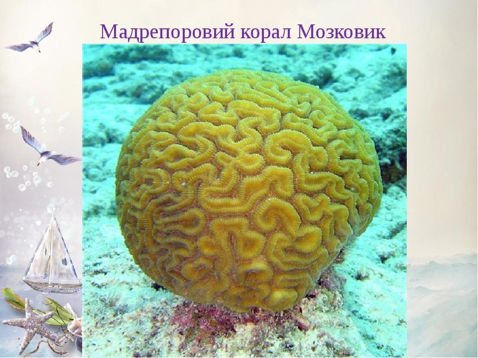 Мадрепоровий корал Мозковик