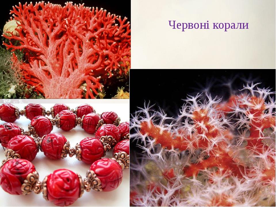 Червоні корали