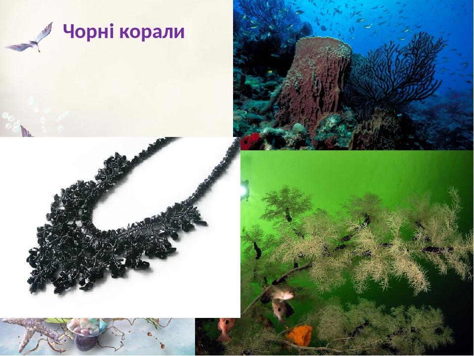 Чорні корали