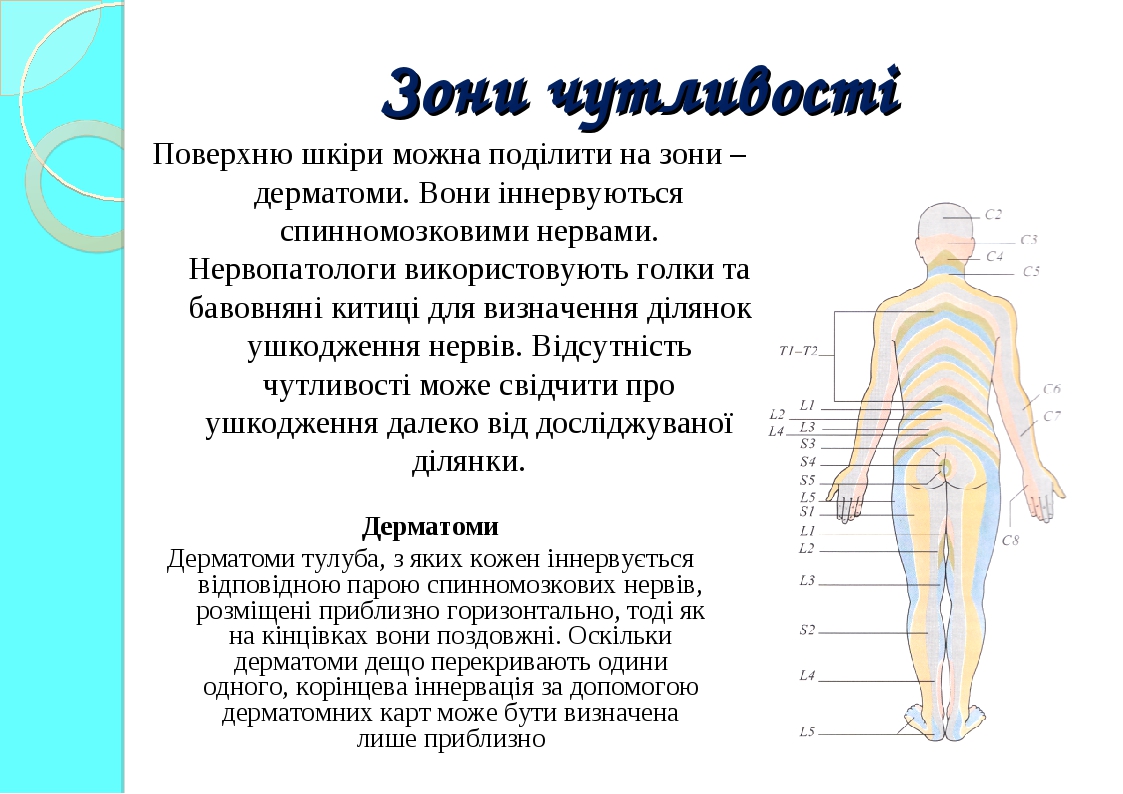 Презентація на тему: "Будова нервової системи людини, захворювання"