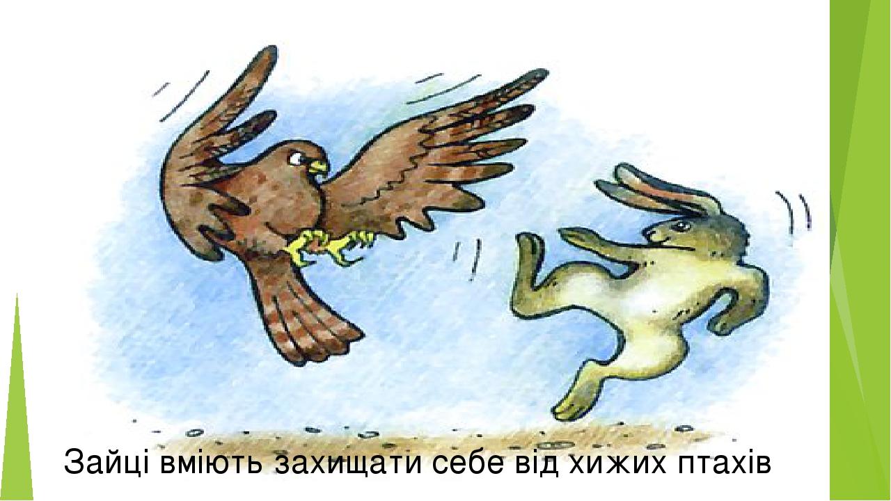 Зайці вміють захищати себе від хижих птахів
