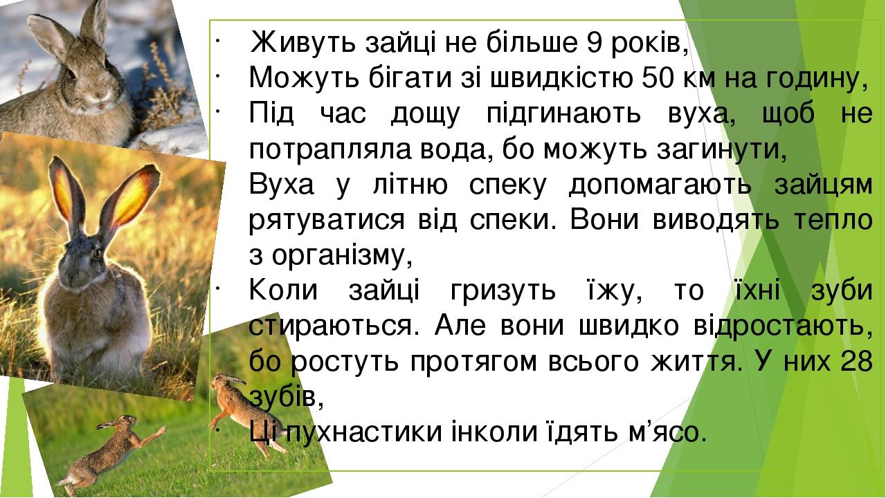 Живуть зайці не більше 9 років, Можуть бігати зі швидкістю 50 км на годину, Під час дощу підгинають вуха, щоб не потрапляла вода, бо можуть загинут...