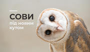 Сови під новим кутом