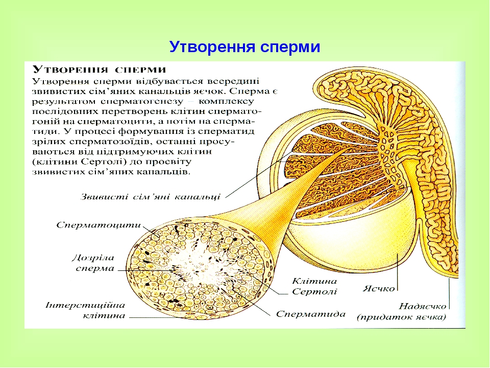 Утворення сперми