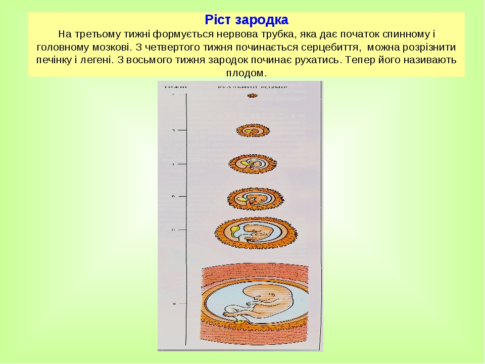 Ріст зародка На третьому тижні формується нервова трубка, яка дає початок спинному і головному мозкові. З четвертого тижня починається серцебиття, ...