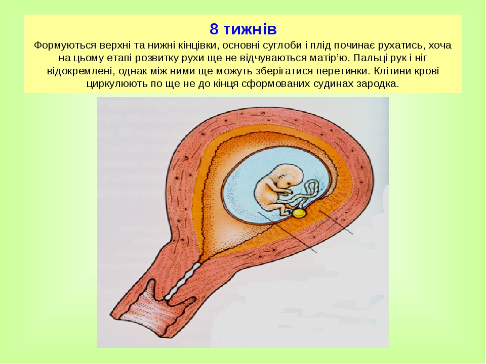 8 тижнів Формуються верхні та нижні кінцівки, основні суглоби і плід починає рухатись, хоча на цьому етапі розвитку рухи ще не відчуваються матір’ю...