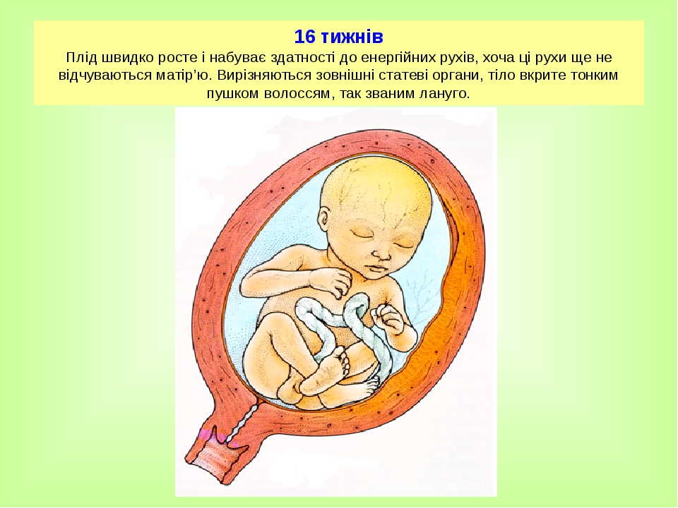 16 тижнів Плід швидко росте і набуває здатності до енергійних рухів, хоча ці рухи ще не відчуваються матір’ю. Вирізняються зовнішні статеві органи,...