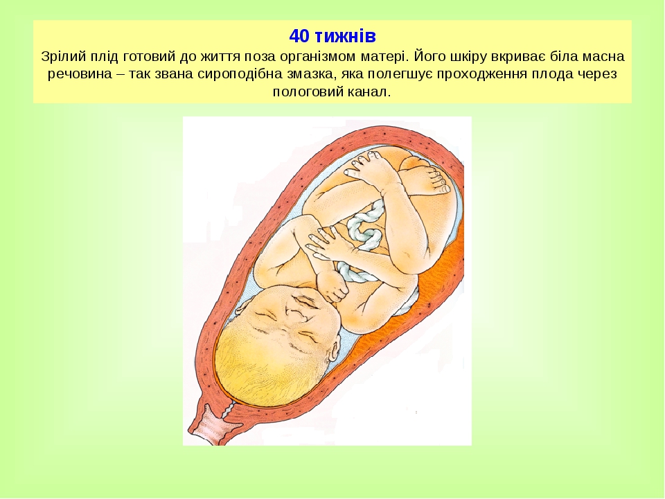 40 тижнів Зрілий плід готовий до життя поза організмом матері. Його шкіру вкриває біла масна речовина – так звана сироподібна змазка, яка полегшує ...