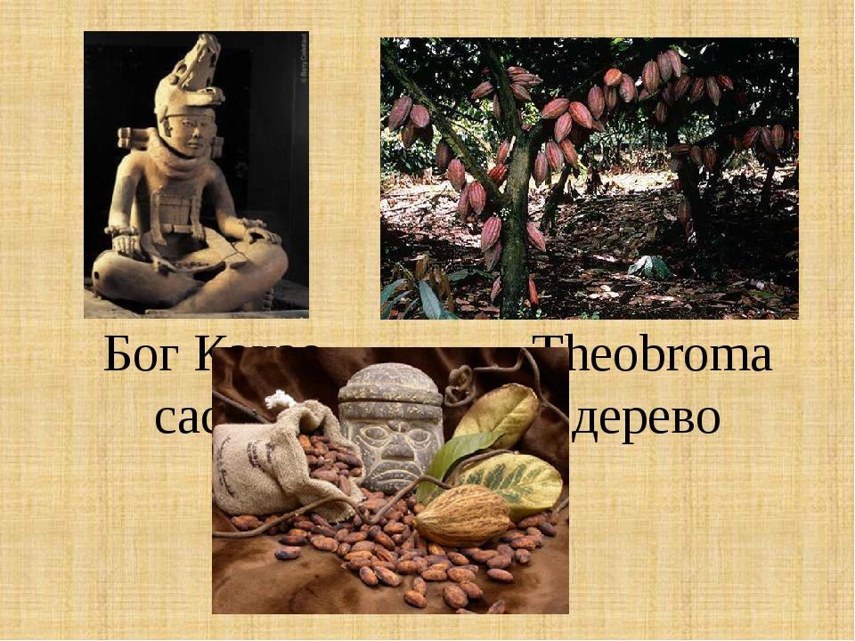 Бог Какао Theobroma cacao - шоколадне дерево