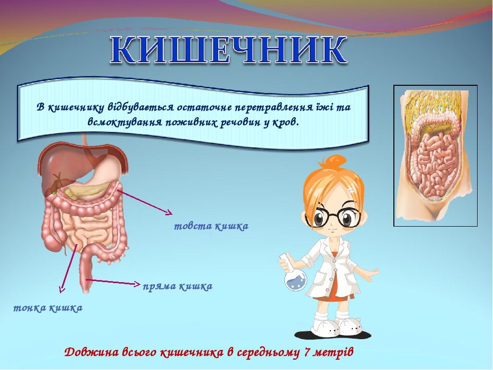 Прямая кишка в разрезе с обозначениями картинки