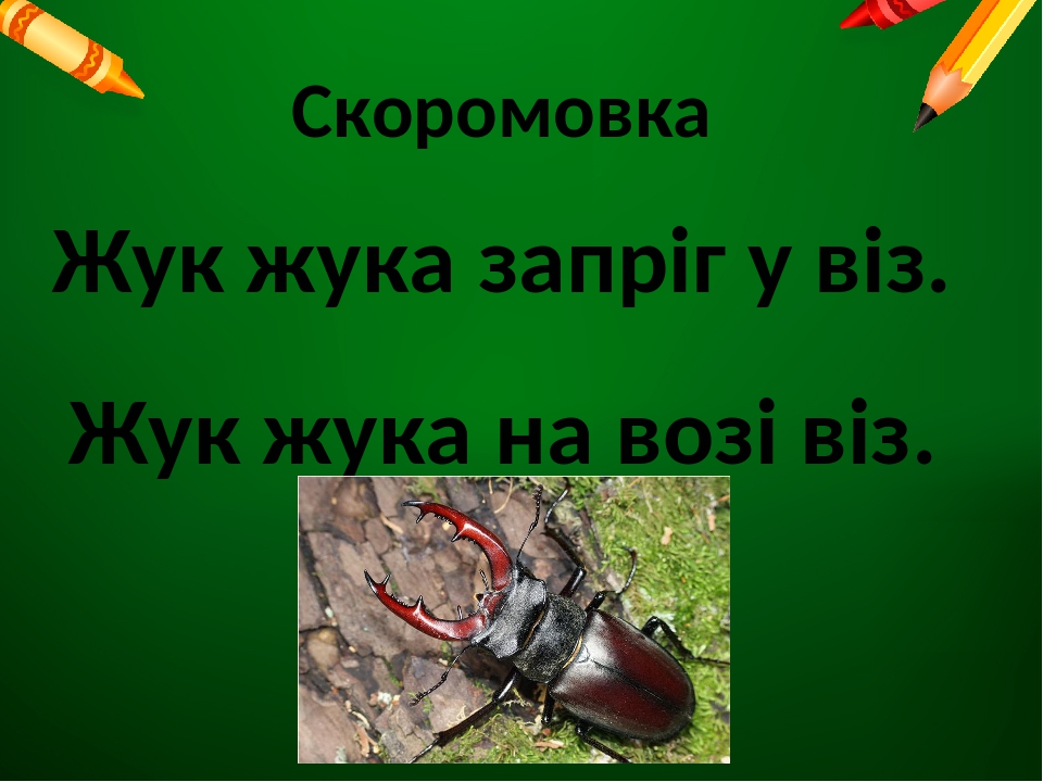 План наша жучка