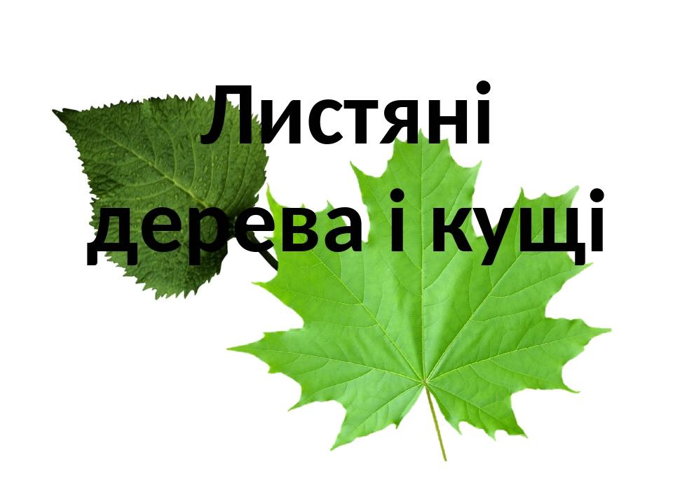 Урюк картинка для детей