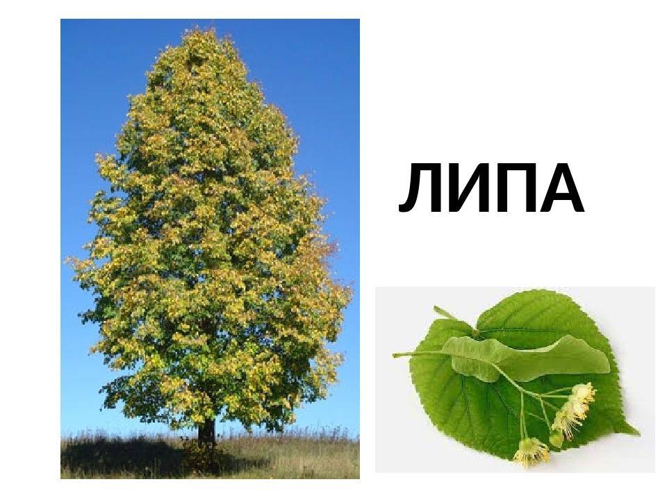 Листяні дерева та кущі | Презентація. НУШ