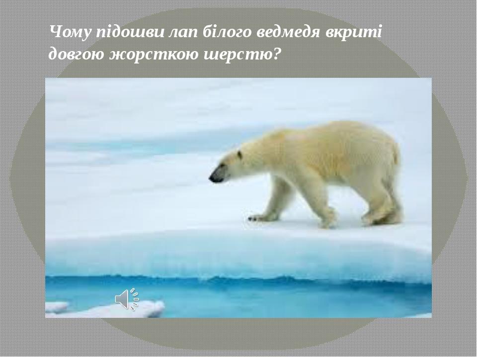 Чому підошви лап білого ведмедя вкриті довгою жорсткою шерстю?