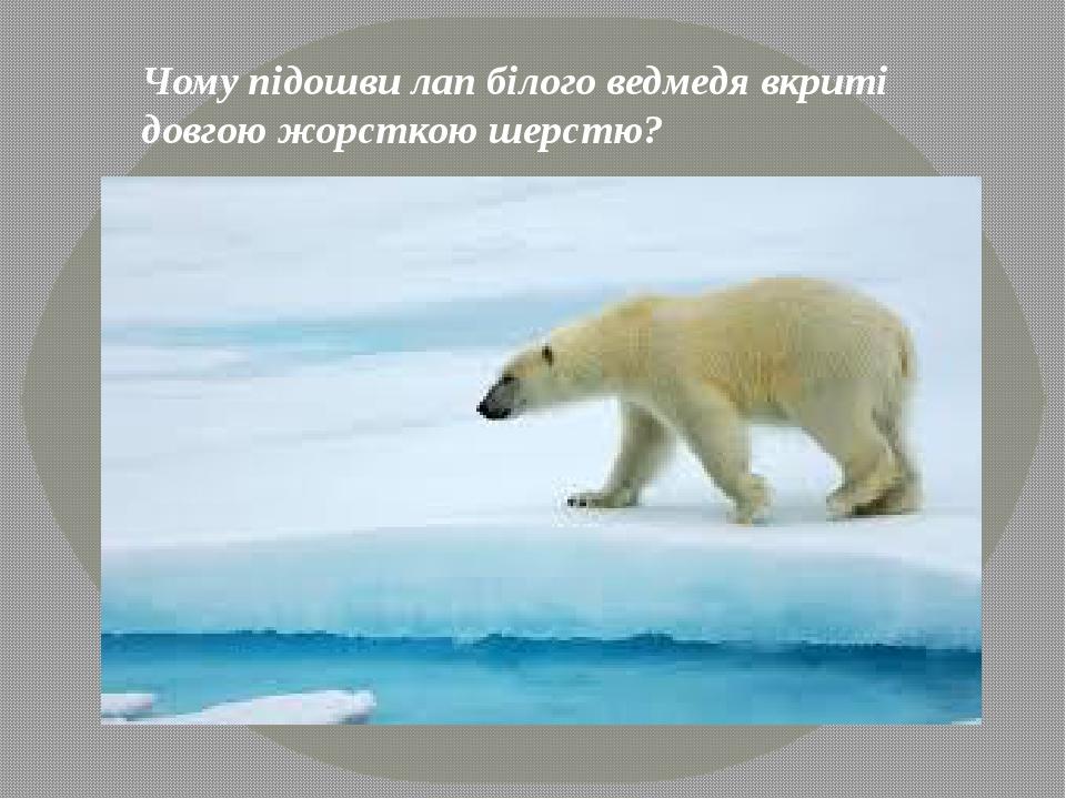 Чому підошви лап білого ведмедя вкриті довгою жорсткою шерстю?