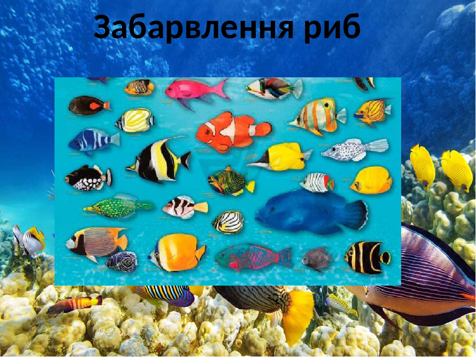 Get Rid of Biggerbasssplashgame Once and For All Biggerbasssplashgame Your Way To Success