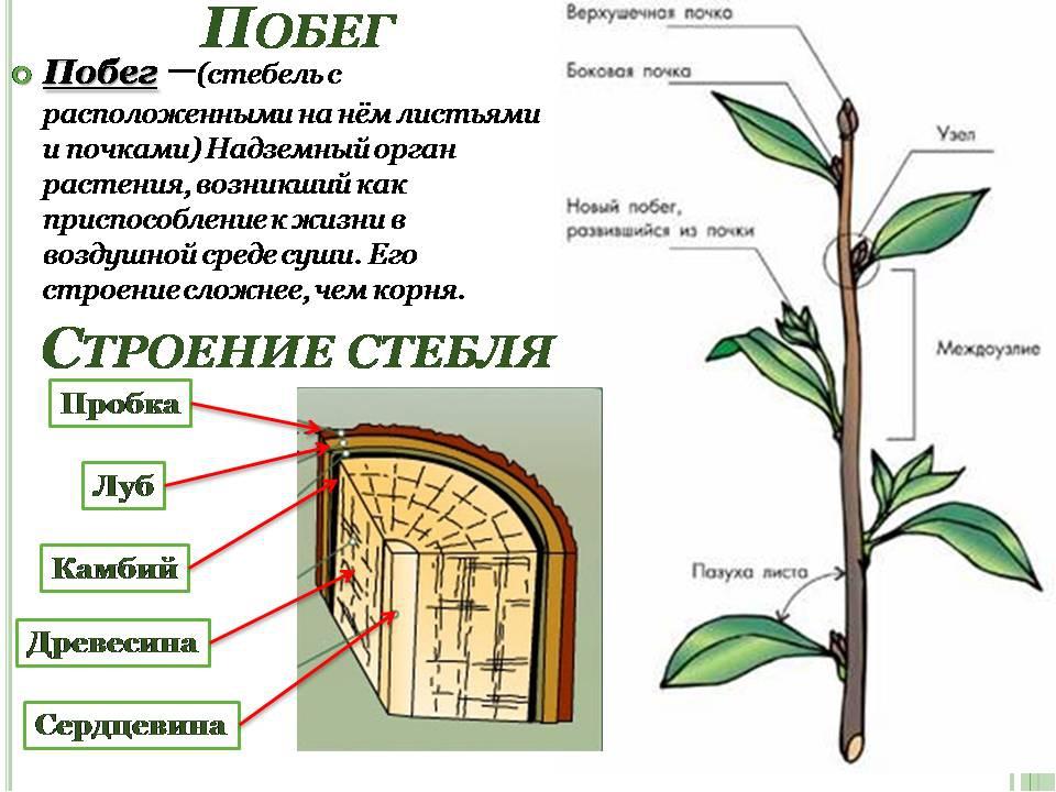 Схема строения стебля сосны