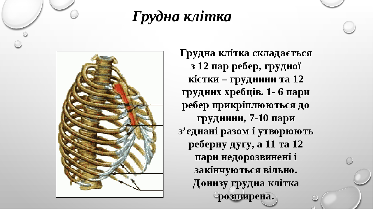 Для строения грудной клетки характерно