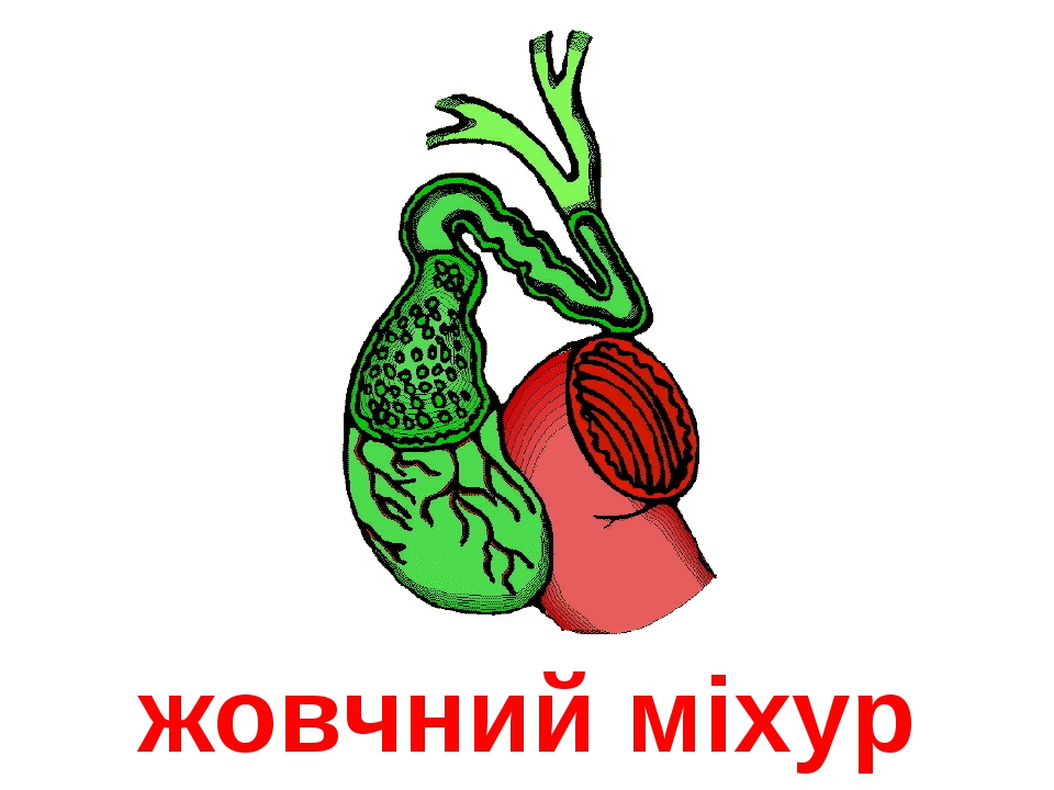 Презинтація Анатомія_органи_тіла_людини. Для учнів 1 класу НУШ