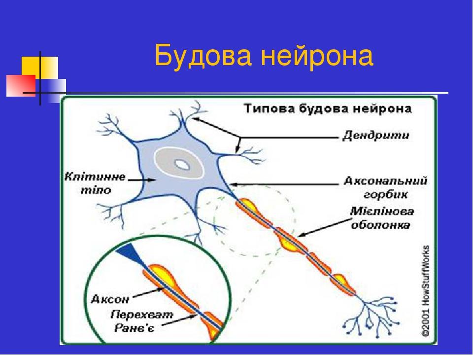 Что отсутствует в изображенной схеме рефлекторной дуги 1 вставочный нейрон 2