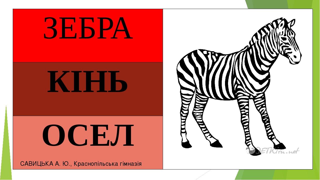 САВИЦЬКА А. Ю., Краснопільська гімназія ЗЕБРА КІНЬ ОСЕЛ