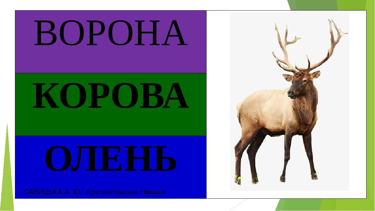 САВИЦЬКА А. Ю., Краснопільська гімназія ВОРОНА КОРОВА ОЛЕНЬ