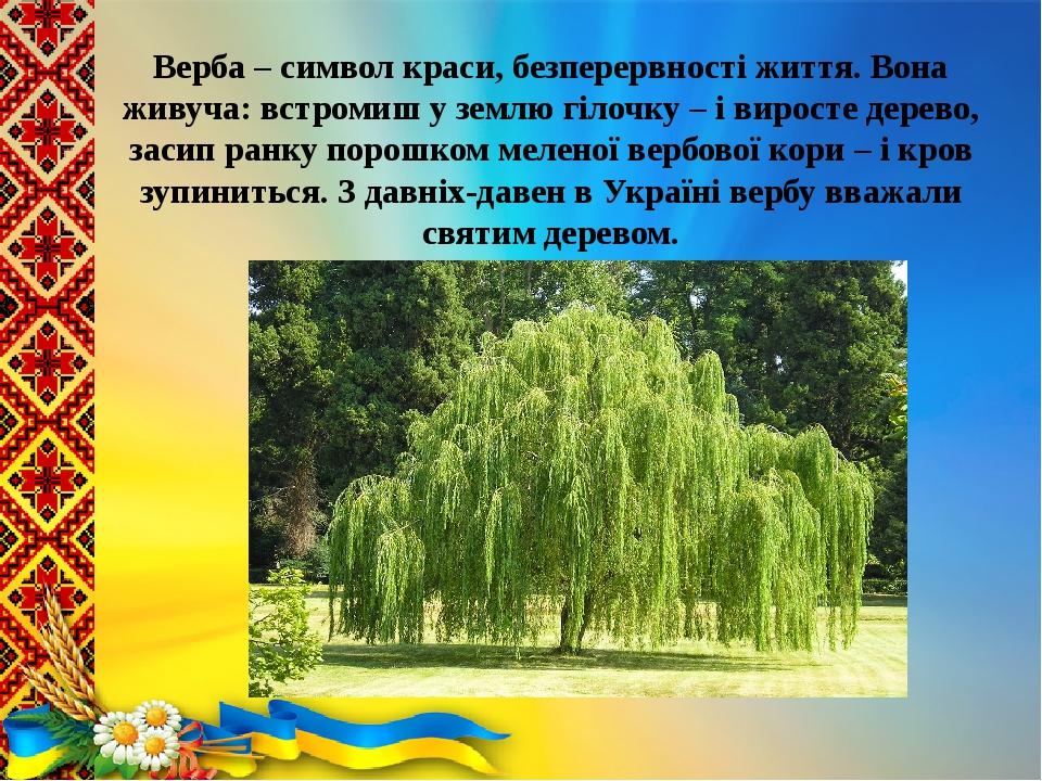 Верба – символ краси, безперервності життя. Вона живуча: встромиш у землю гілочку – і виросте дерево, засип ранку порошком меленої вербової кори – ...