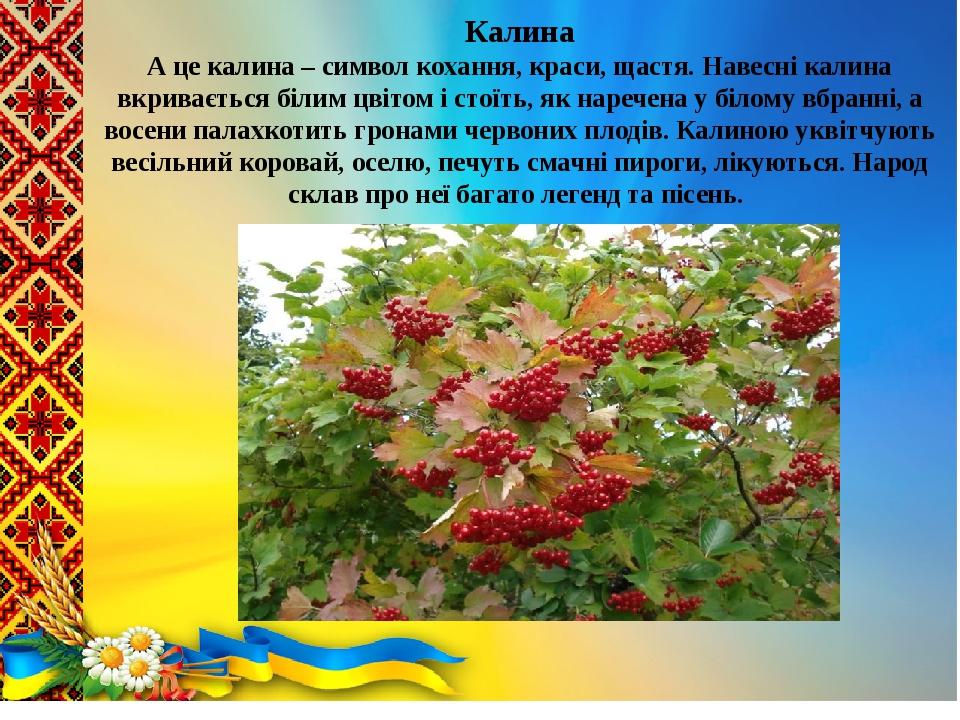 Калина А це калина – символ кохання, краси, щастя. Навесні калина вкривається білим цвітом і стоїть, як наречена у білому вбранні, а восени палахко...
