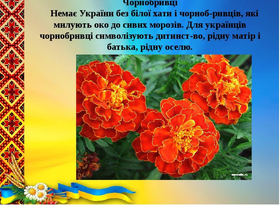 Чорнобривці     Немає України без білої хати і чорноб­ривців, які милують око до сивих морозів. Для українців чорнобривці символізують дитинст­во, ...